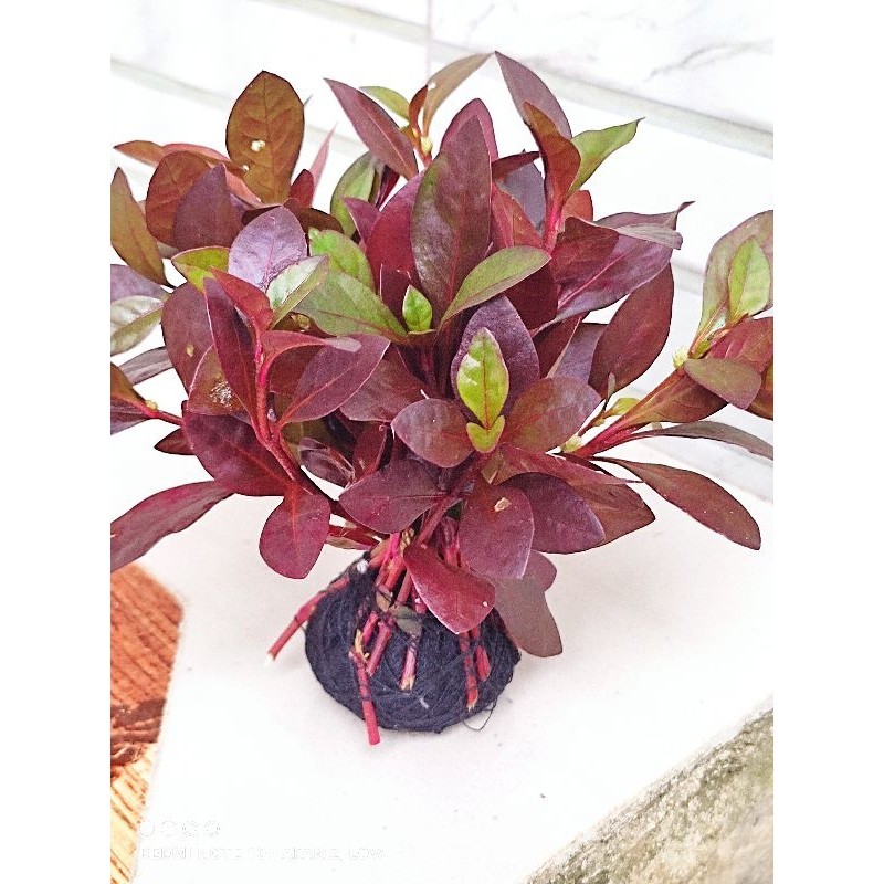 Ludwigia sp red malang all varian tanaman aquascape