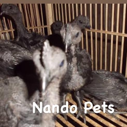 SALE  Ayam Cemani Asli Anakan Usia 1 bulanan setengah