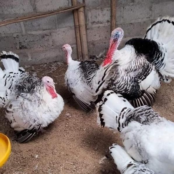SALE  KALKUN ROYAL PALM TURKEY CHICKEN KALKUN HIAS 1 JANTAN 2 BETINA