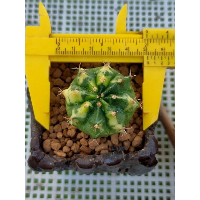 MIHA TIGER EYES VARIGATA RATA SELECTED /KAKTUS//KAKTUS HIAS//KAKTUS LUCU//KAKTUS MINI//KAKTUS MURAH/