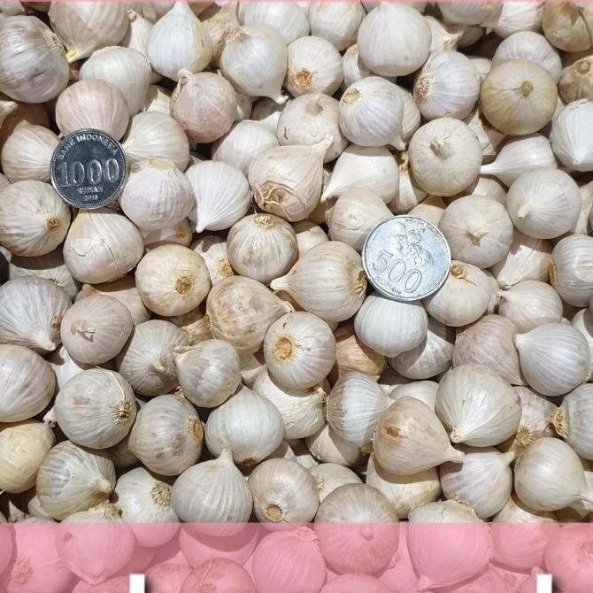 

Bawang putih tunggal / bawang putih lanang 500gr