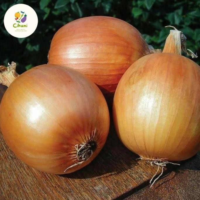 

bawang bombay termurah 1kg