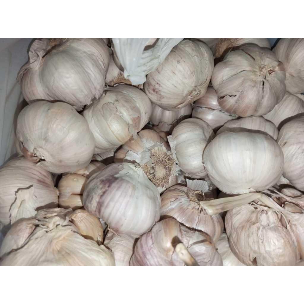 

Bawang Putih Honan Bersih Per Ball Manwar