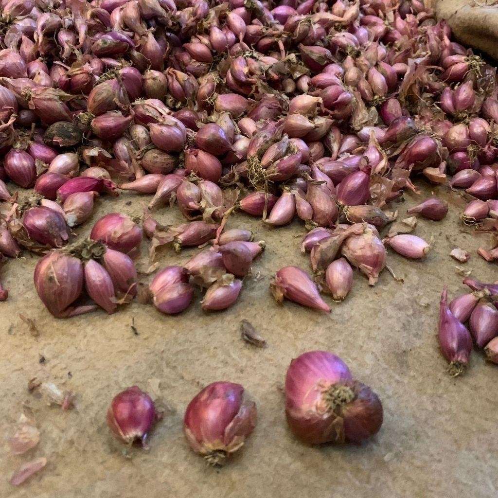 

Bawang Merah Berkualitas 1Kg Besar Sedang Kecil Super Kering Barbosa