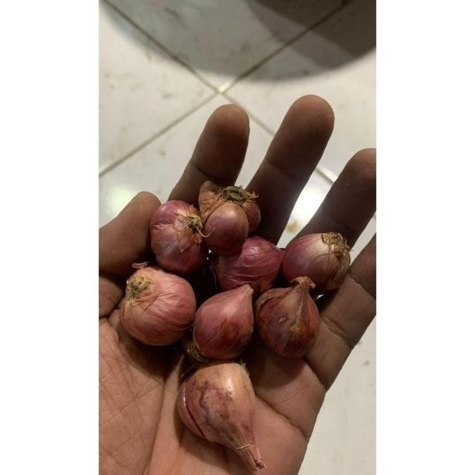 

BERKUALITAS Bawang Merah Besar Sedang Super Kering 1/2Kg Fresh Dari Petani - MURAH