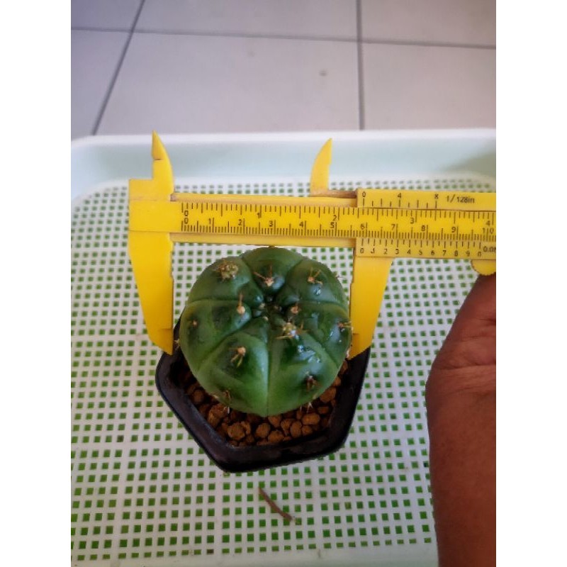 DAMSI UNGU INDUKAN//+🆓 KAKTUS//KAKTUS LUCU//KAKTUS MURAH//KAKTUS MINI//KAKTUS UNIK//KAKTUS HIAS//POT