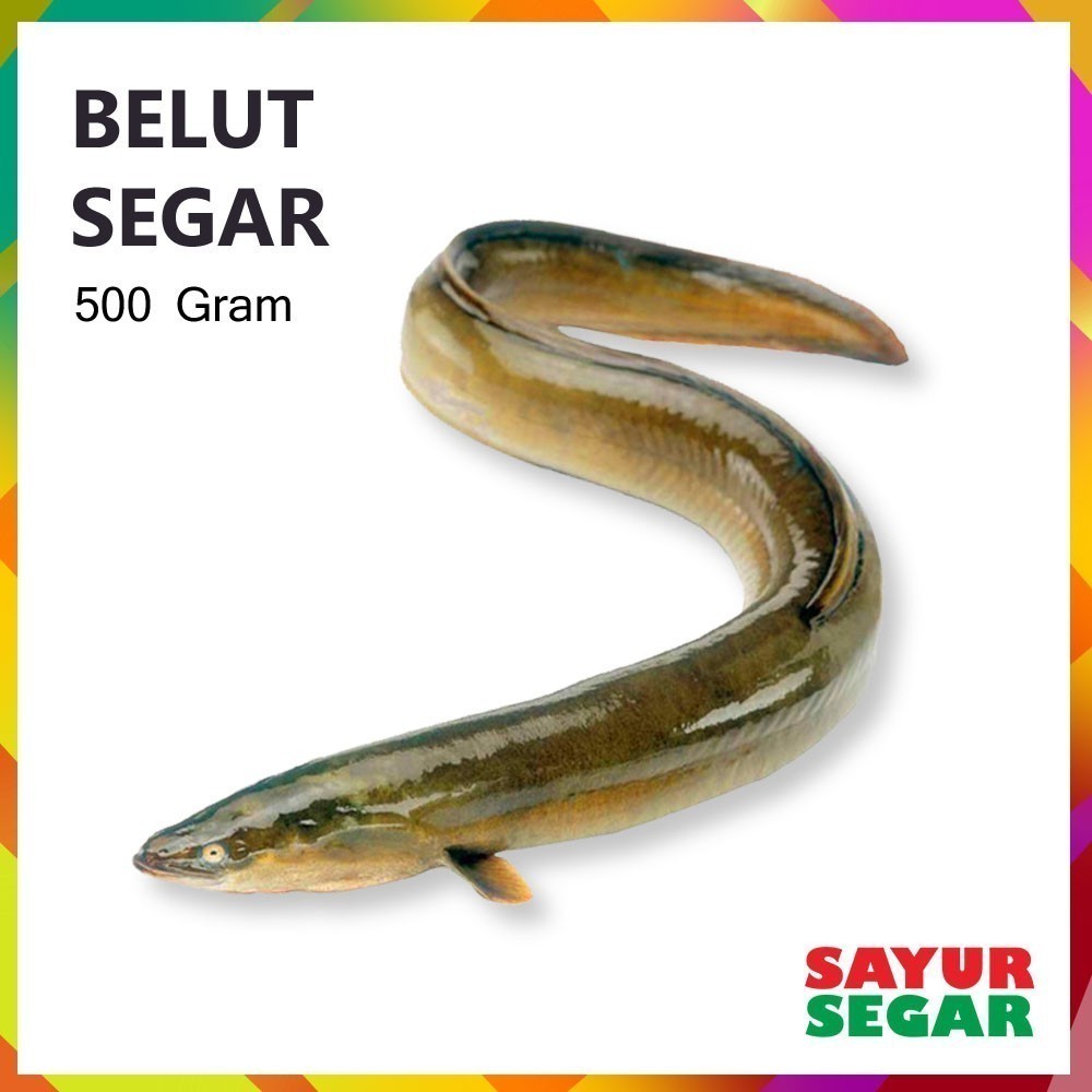 

Belut 500G