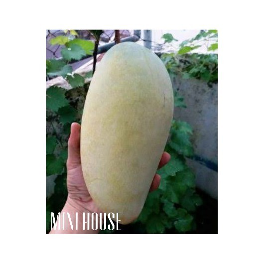 BIJI BENIH BIBIT MANGGA MADU JUMBO IMPORT