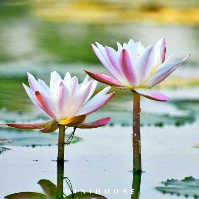 BENIH BIBIT BIJI LOTUS TERATAI AIR IMPORT