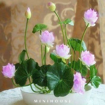 BENIH BIBIT BIJI LOTUS TERATAI AIR IMPORT