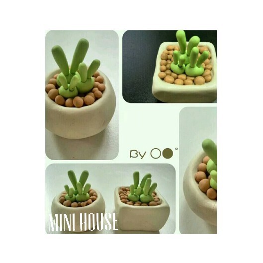 BIJI BIBIT BENIH SUKULEN / SUCCULENT lucu IMPORT