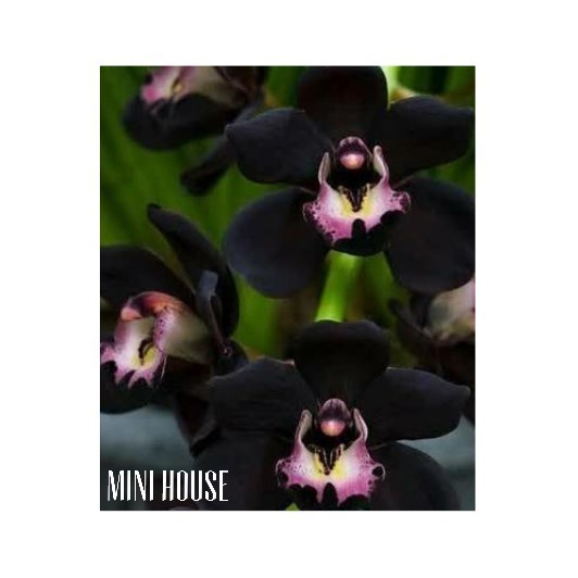 BIJI BIBIT BENIH ANGGREK HITAM IMPORT
