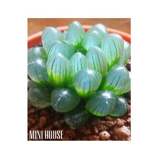 BIBIT BENIH BIBIT SUKULEN ANGGUR / SUCCULENT IMPORT