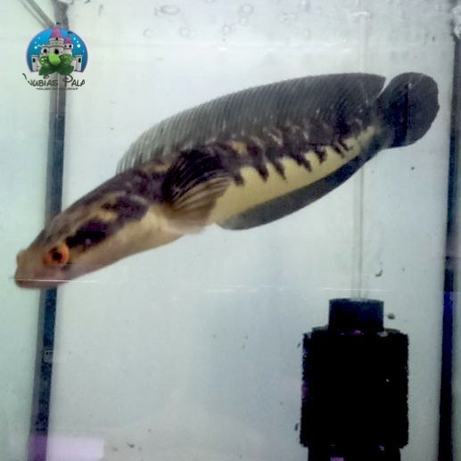 CHANNA MARU YELLOW SENTARUM 20-23 CM BUNGA
