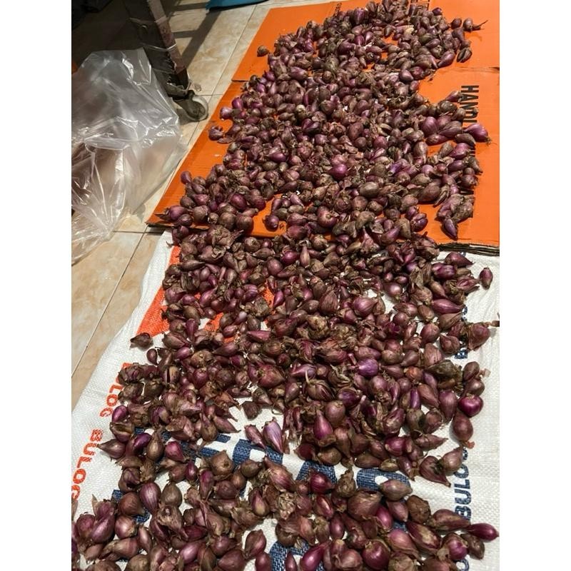 

Bawang merah 1 kg 1000 gram Brambang Fresh Super Besar Berkualitas
