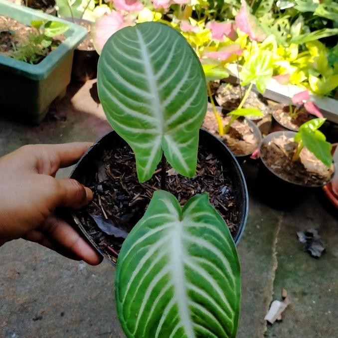 [Promo] Tanaman Hias Caladium/Keladi Santosoma/Keladi Lindeni