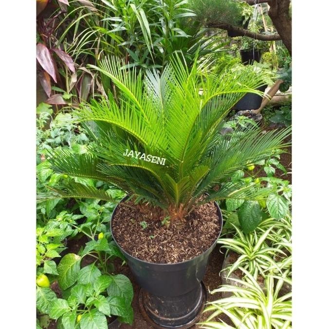 [Baru] Tanaman Hias Sikas/Pohon Sikas + Pot