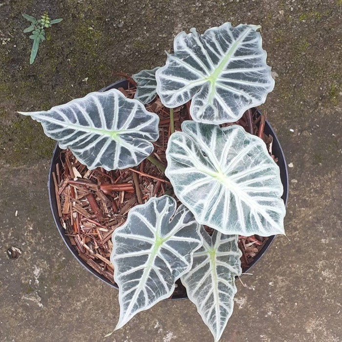 Tanaman Hias Alocasia Parasol - Alocasia Parasol Mini - Alocasia
