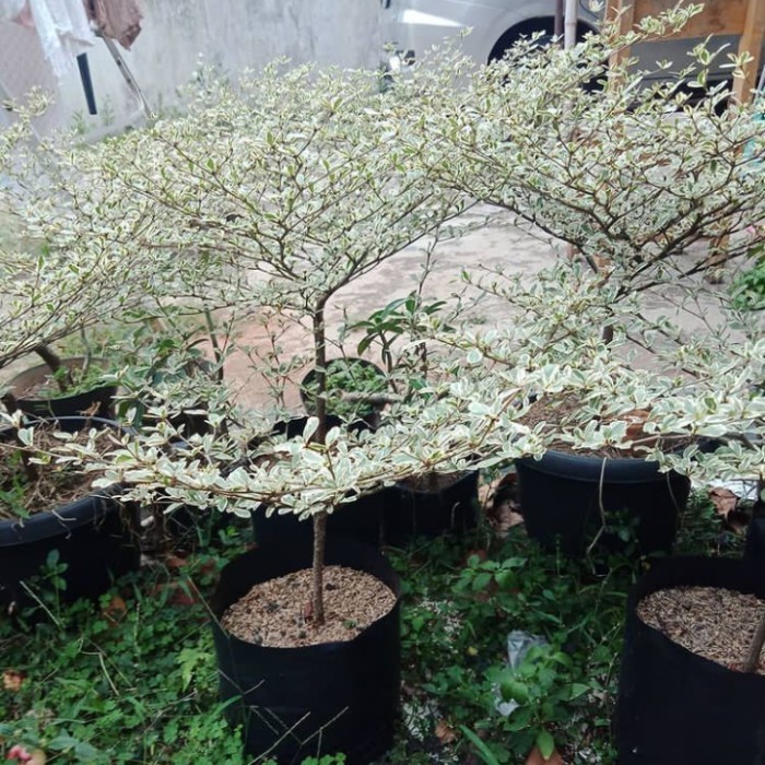 Bibit Ketapang Kencana Varigata Asli Dari Biji Bukan Stek