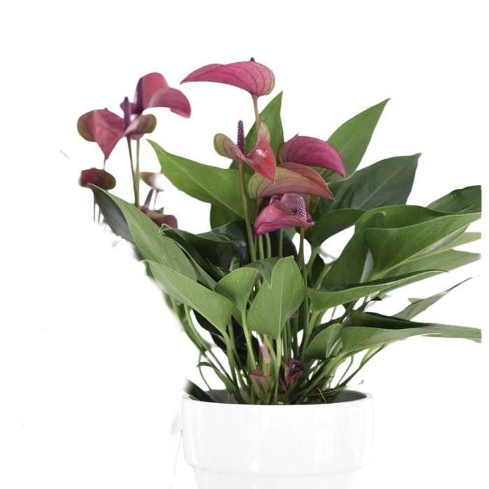 Anthurium Bunga Ungu Jumbo