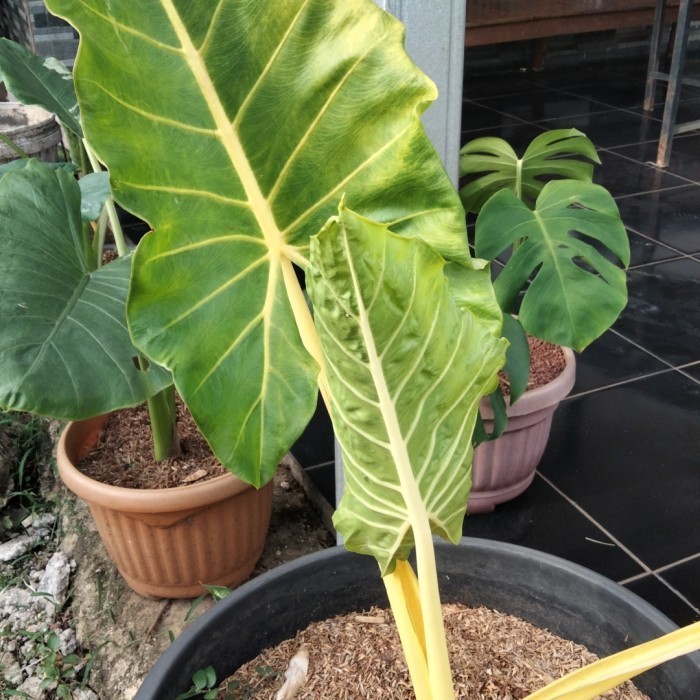 Promo Tanaman Hias Alocasia Lutea Gold/Sente Kuning