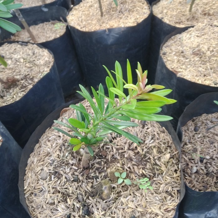 Lohansung Pucuk Merah