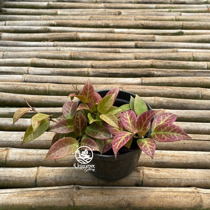 Hoya Sunrise (Diameter 15)