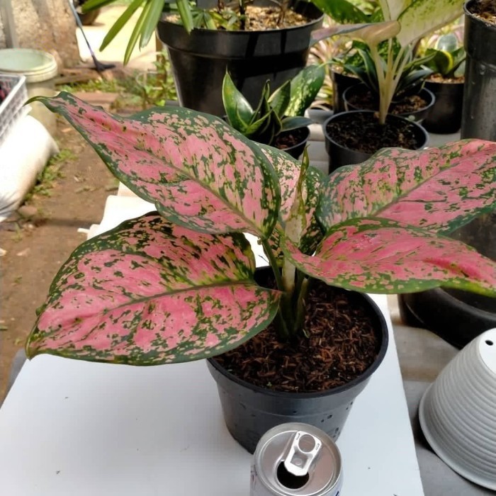 Tanaman Hias Aglonema Ruby / Aglonema / Aglomema Ruby / Aglonema Murah