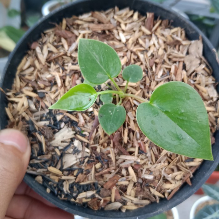 Baby Anthurium Veitchii Ori
