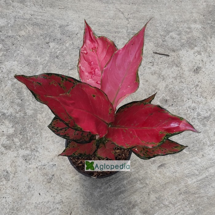 Aglonema Ruby Garuda Dewasa - Aglopedia