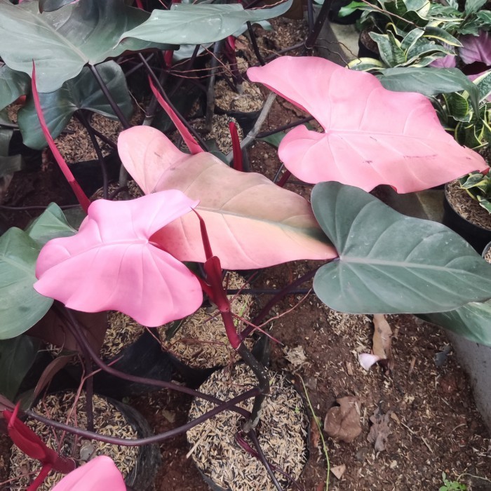 Tanaman Hias Philodendron Dark Lord Pink