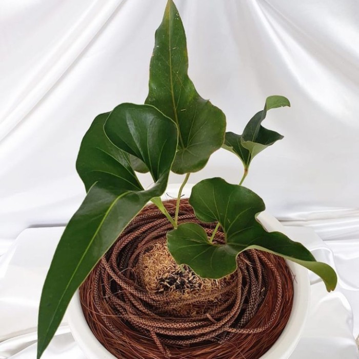 Tanaman Hias Anthurium Corong - Anthurium Corong Hias