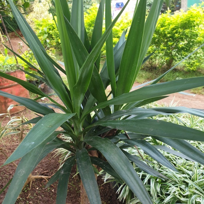 Tanaman Hias Yucca