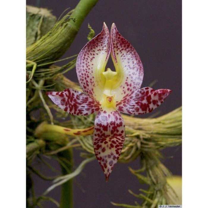 Bulbophyllum Macranthum