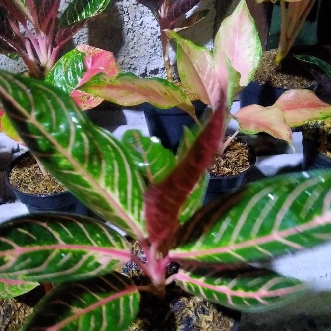 [Ready] Aglaonema Red Sumatra Indukan