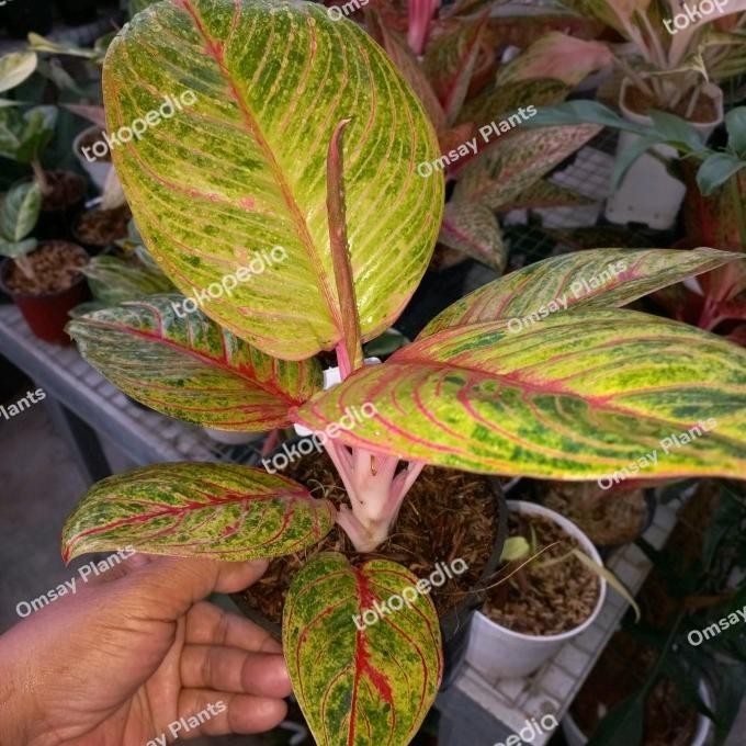 [Baru] Aglonema Dewi Hughes