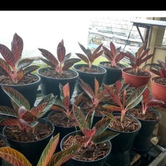 [Cod] Aglonema Red Sumatra Anakan