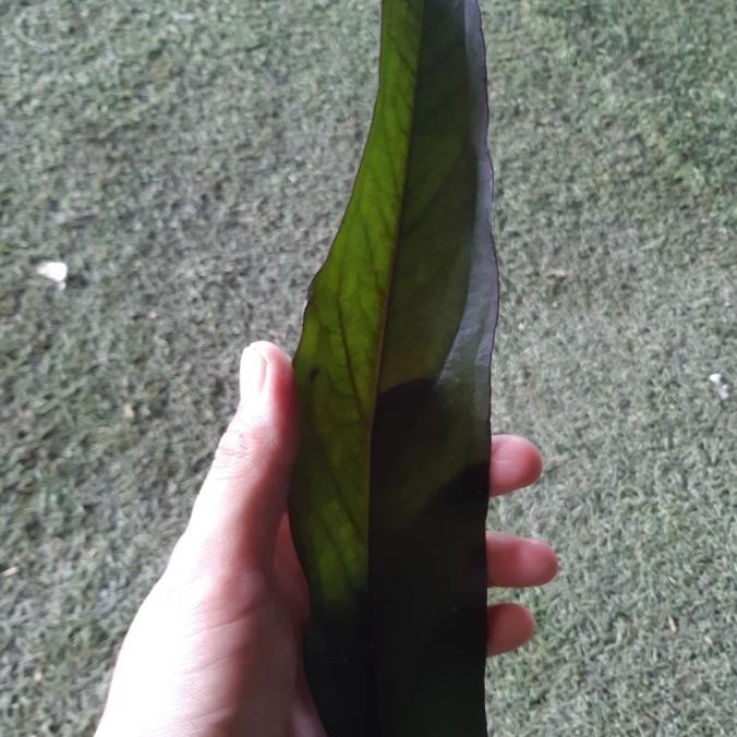 [Baru] Antorium Black Dragon