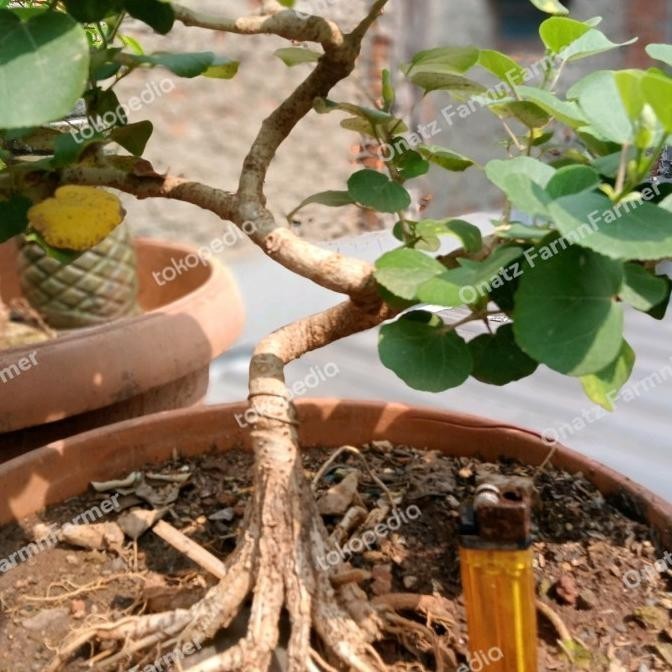 [Baru] Bonsai Waru Jepang Prokar