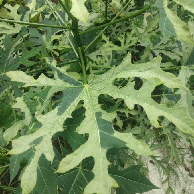 [Ready] Pepaya Jepang Varigata