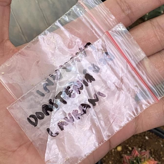 [Ready] Seeds Dorstenia Lavrani