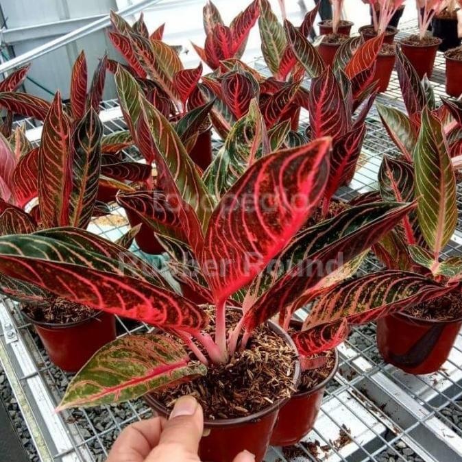 [Baru] Tanaman Hias Aglonema Red Sumatra (Remaja)