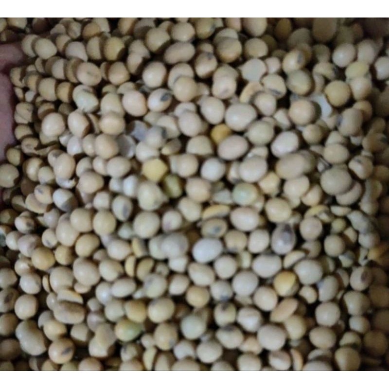 

Kacang Kedelai Import America Super 1 Kg Soybean