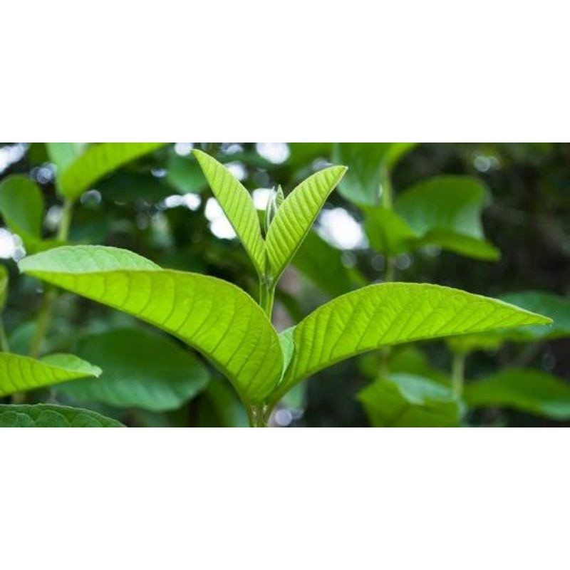 

HNw Daun Jambu Biji Segar Dari Kebun Sendiri RKe