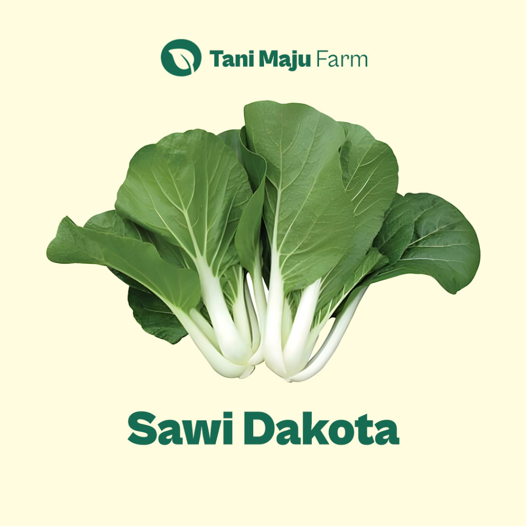 

TANI MAJU - Sawi Dakota Sawi Putih Hidroponik Fresh Organik (250 gram) - Sayuran