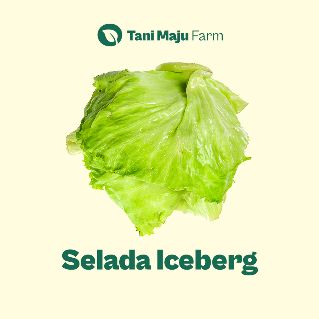 

TANI MAJU - Selada Iceberg Selada Bokor Head Lettuce Fresh Organik (250 gram) - Sayuran