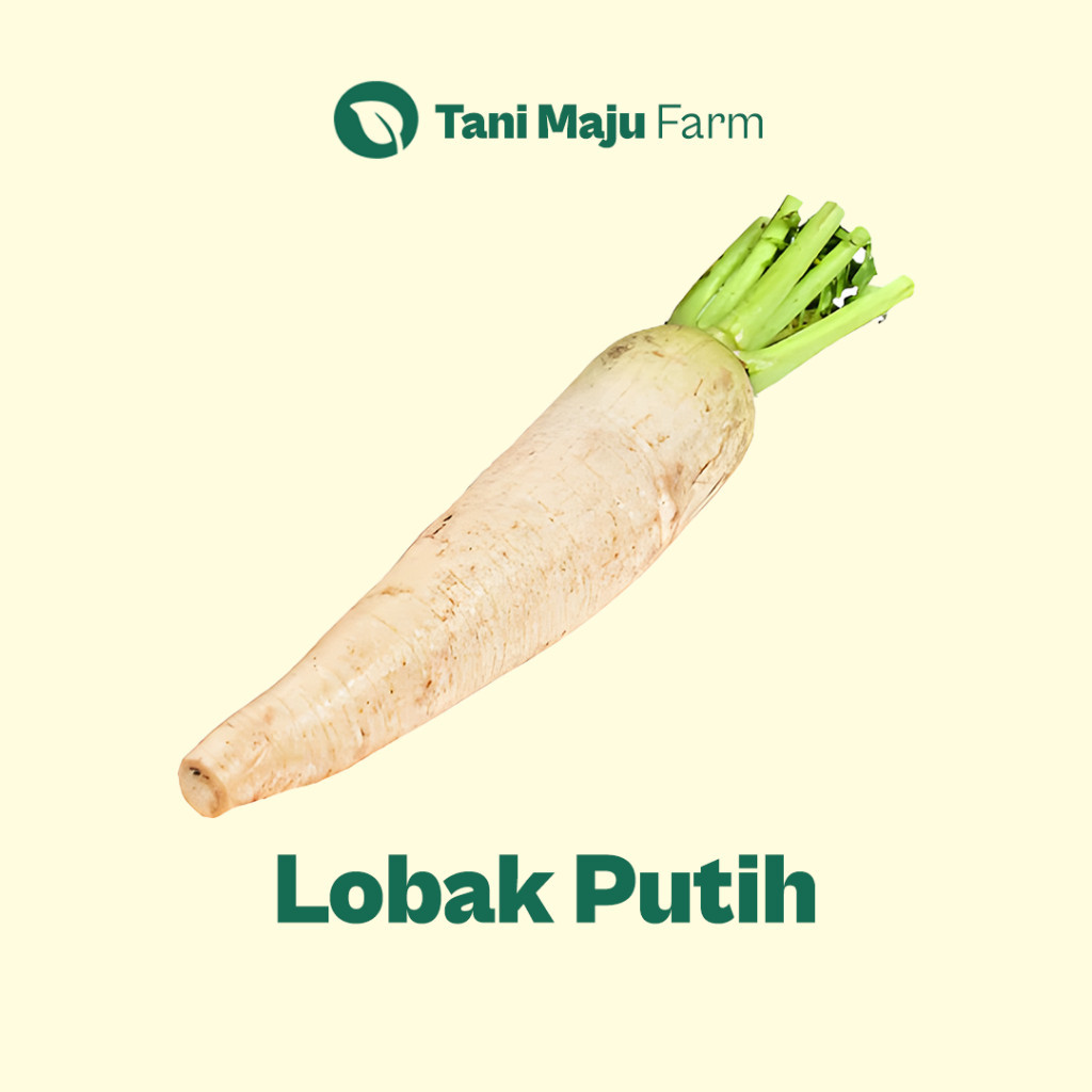 

Lobak Putih White Radish Fresh Organik (500 gram) - Sayuran