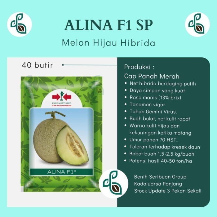 SALE BENIH MELON HIBRIDA ALINA F1 40 BUTIR BIBIT BUAH CAP PANAH MERAH SUPER
