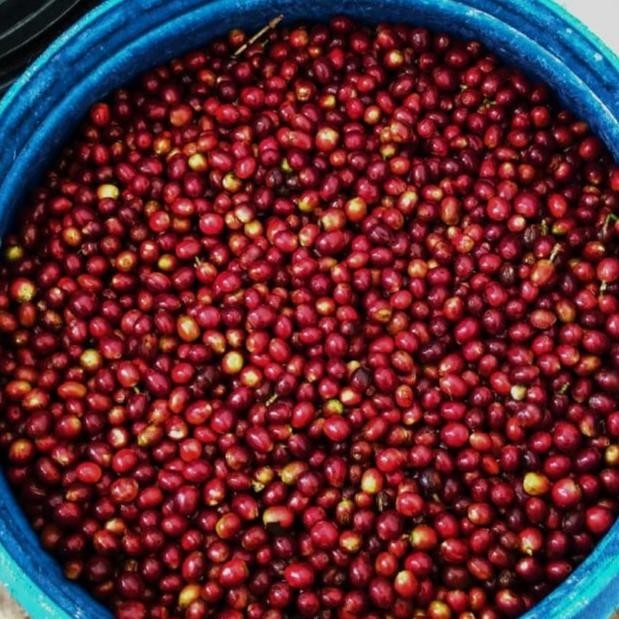 

Arabica Ciwidey Wine | Green Beans | Biji Kopi Mentah PS