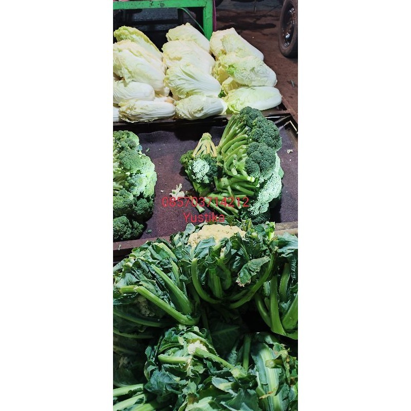 

Brokoli/SayurBrocoli